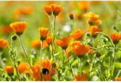 Weleda Baby Calendula Gezichtscrème 2 Weleda Baby Calendula Gezichtscrème -Babyproducten Promotie Winkel 1200x825 4