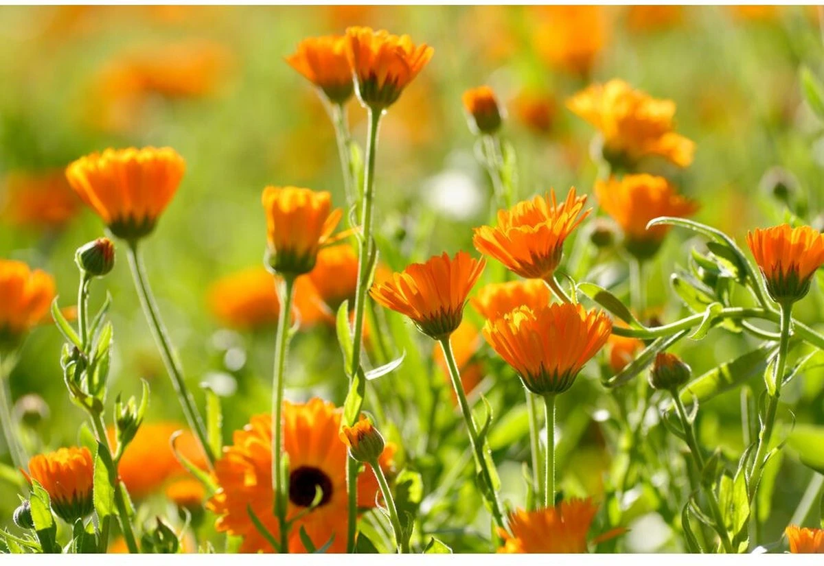 Weleda Baby Calendula Gezichtscrème Weleda Baby Calendula Gezichtscrème -Babyproducten Promotie Winkel 1200x825 4