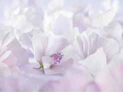 Weleda Baby Sensitive Witte Malva Gezichtscrème 2 Weleda Baby Sensitive Witte Malva Gezichtscrème -Babyproducten Promotie Winkel 1200x900 7